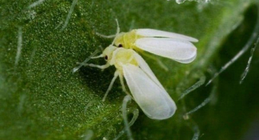 Co dělat, když jsou na okurkách bílé pakomáry a jak se s nimi vypořádat?